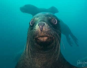 CARAS DEL OCEANO