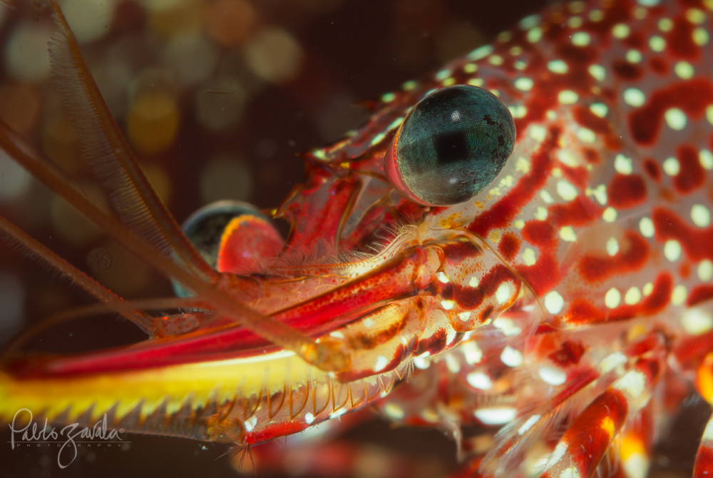 Caras_del_Oceano_Chile_Algarrobo_Camaron_de_Roca_Pablo_Zavala_26
