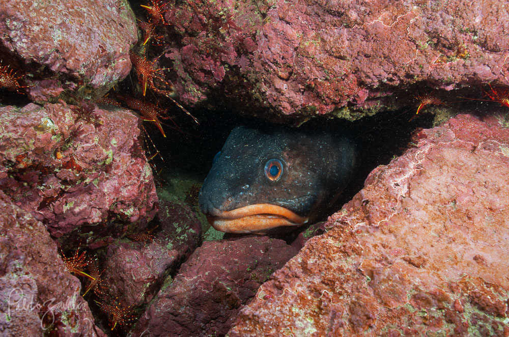 Caras_del_Oceano_Chile_Algarrobo_Congrio_ColoradoPablo_Zavala_20