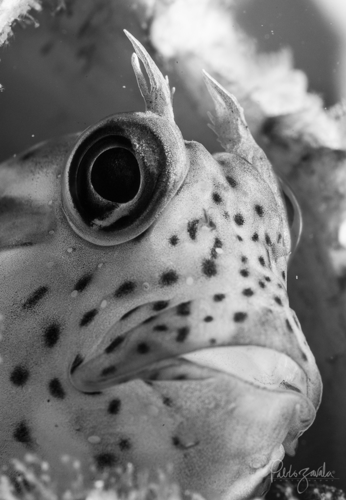 Caras_del_Oceano_Chile_El_Quisco_Trombollito_Robusto_Pablo_Zavala_22
