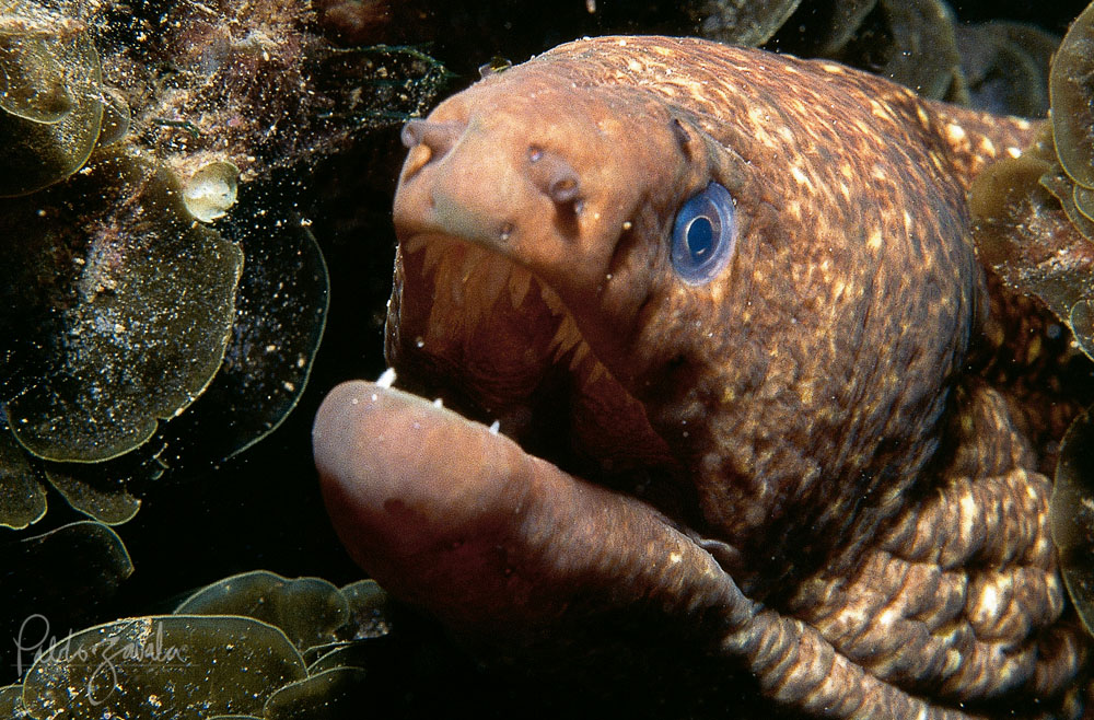 Caras_del_Oceano_Chile_Juan_Fernandez_Morena_Pablo_Zavala_2