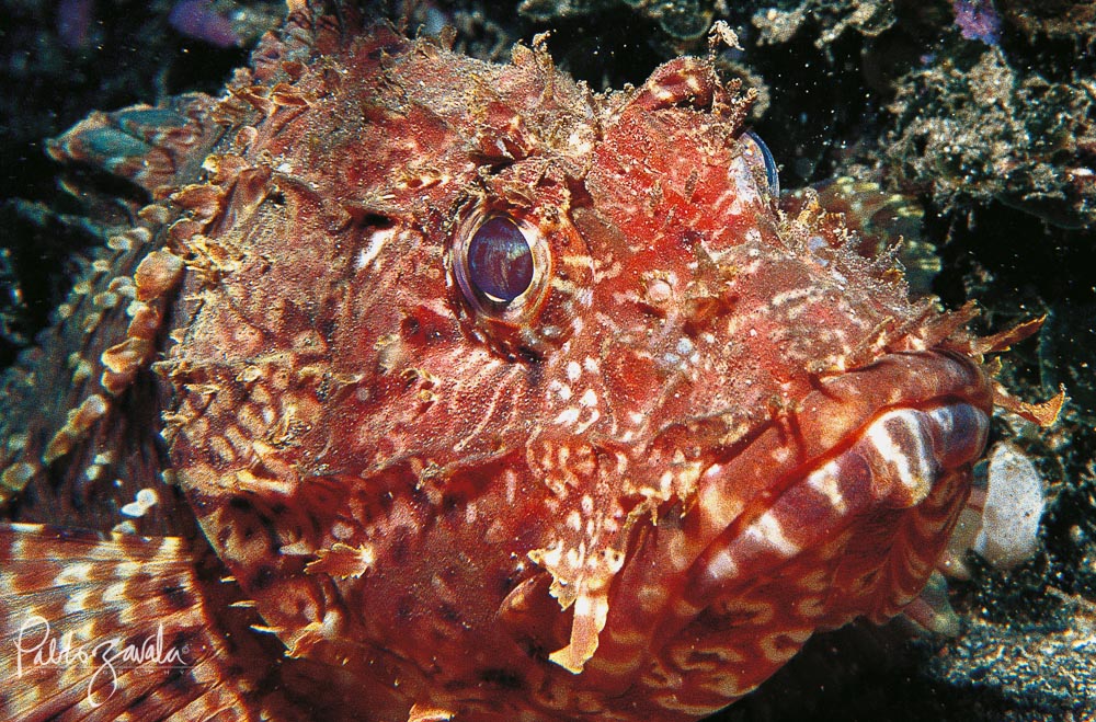 Caras_del_Oceano_Chile_Juan_Fernandez_Pez_Escorpion_Pablo_Zavala_6