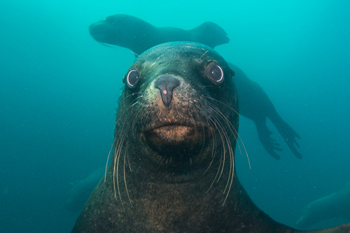 CARAS DEL OCÉANO