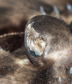 MACRO